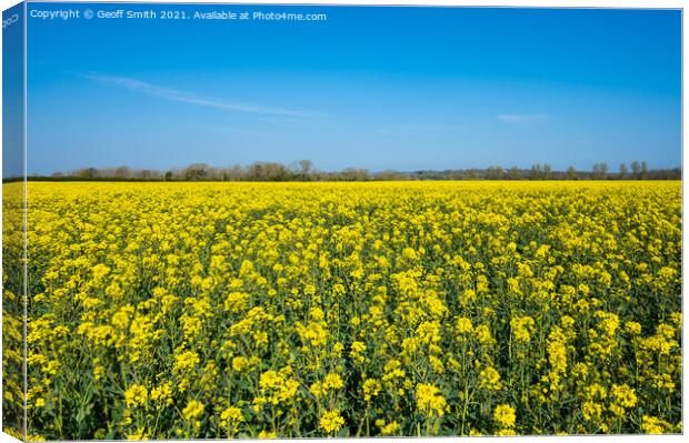 Rapeseed Field in Spring Canvas Print by Geoff Smith