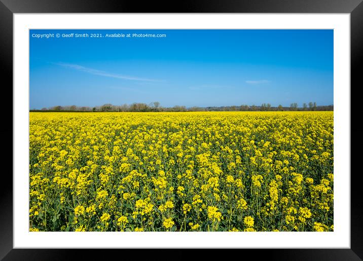 Rapeseed Field in Spring Framed Mounted Print by Geoff Smith