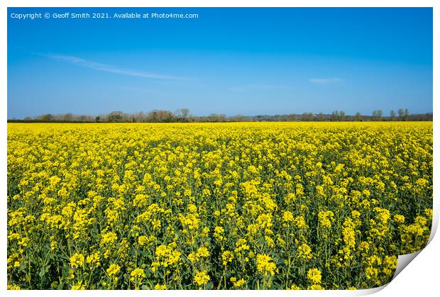 Rapeseed Field in Spring Print by Geoff Smith