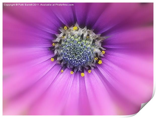 Soft lavender daisy Print by Patti Barrett