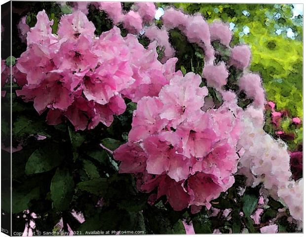 Pink Rhododendron Canvas Print by Sandra Day