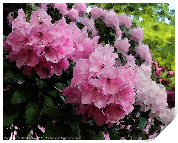 Pink Rhododendron Print by Sandra Day