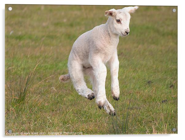 The Flying Lamb. Acrylic by Mark Ward
