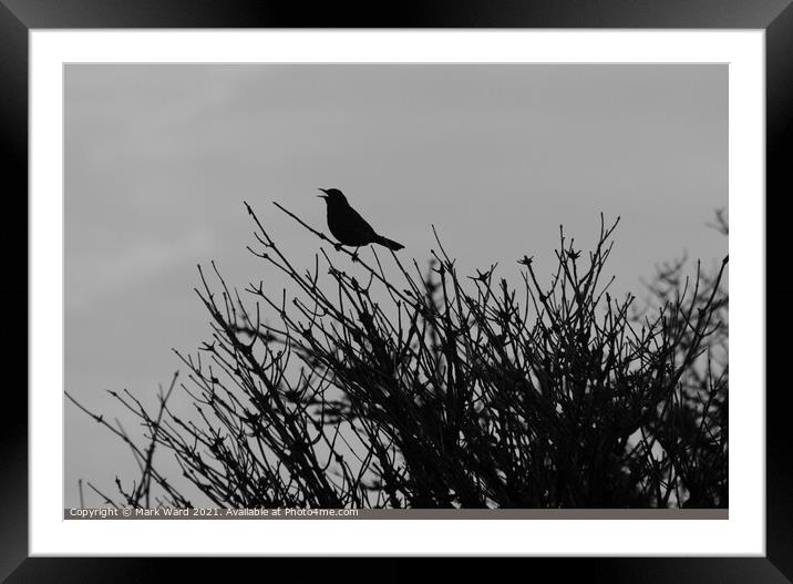Blackbird in Black. Framed Mounted Print by Mark Ward