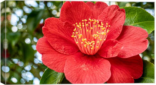red camelia Canvas Print by keith sutton