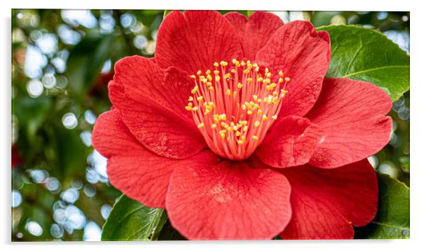 red camelia Acrylic by keith sutton