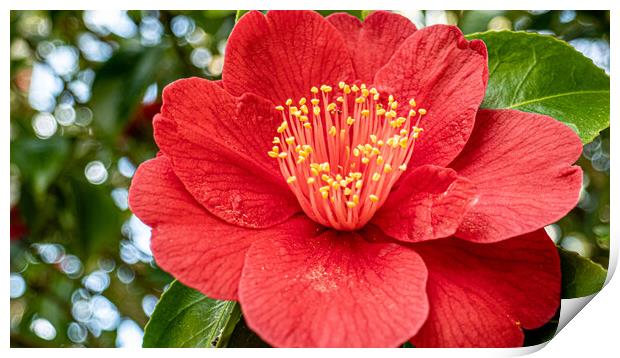 red camelia Print by keith sutton