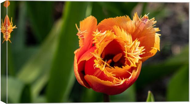 tulip Canvas Print by keith sutton