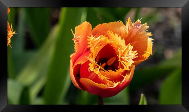 tulip Framed Print by keith sutton