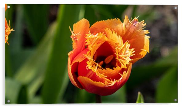 tulip Acrylic by keith sutton