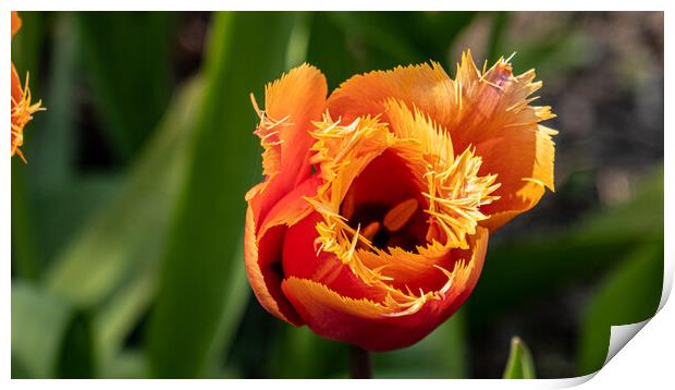 tulip Print by keith sutton
