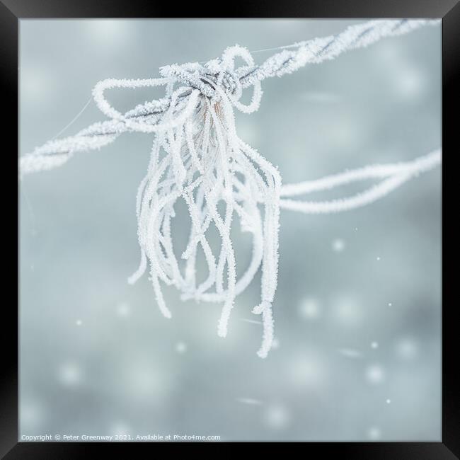 Frosted Strands On Barbed Wire Framed Print by Peter Greenway