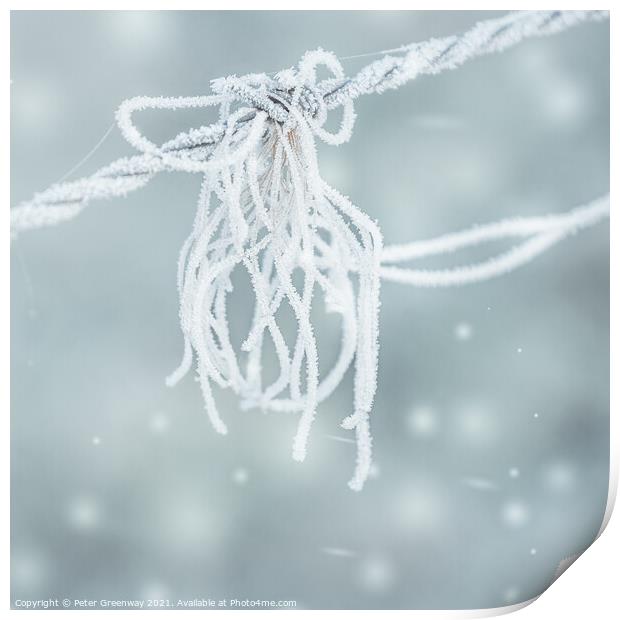 Frosted Strands On Barbed Wire Print by Peter Greenway