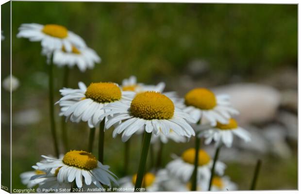 Lovely chamomile flowers in the garden Canvas Print by Paulina Sator