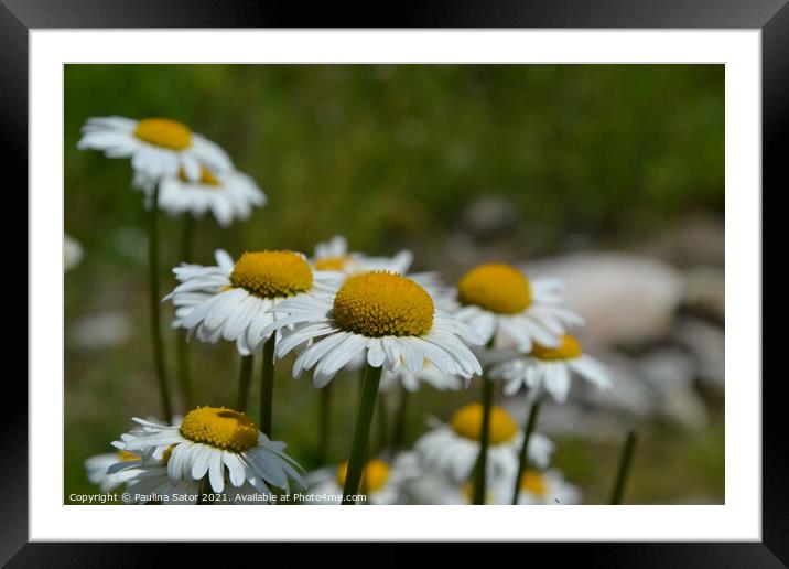 Lovely chamomile flowers in the garden Framed Mounted Print by Paulina Sator