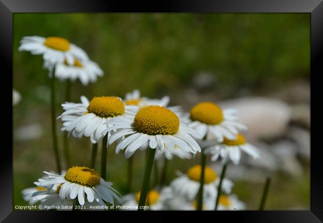 Lovely chamomile flowers in the garden Framed Print by Paulina Sator