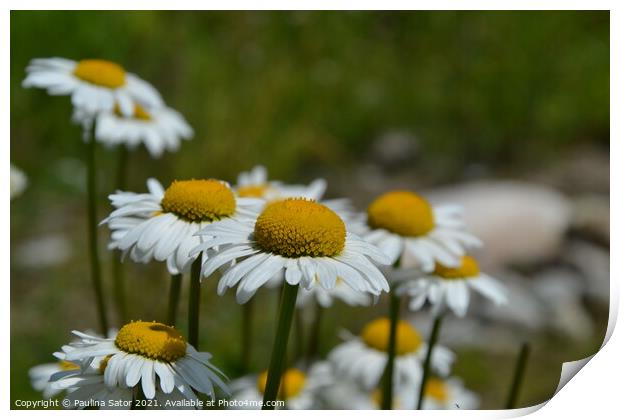 Lovely chamomile flowers in the garden Print by Paulina Sator