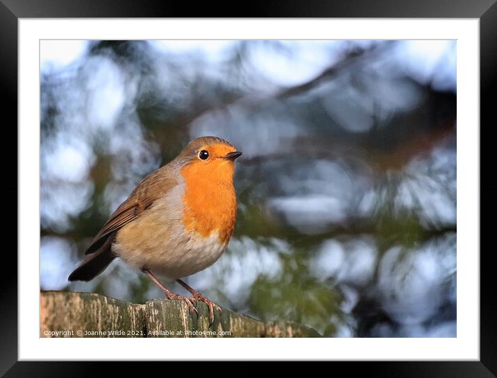 A small bird sitting on a branch Framed Mounted Print by Joanne Wilde