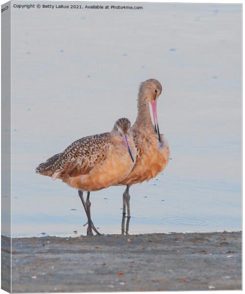 Marbled Godwits by the Sea Canvas Print by Betty LaRue