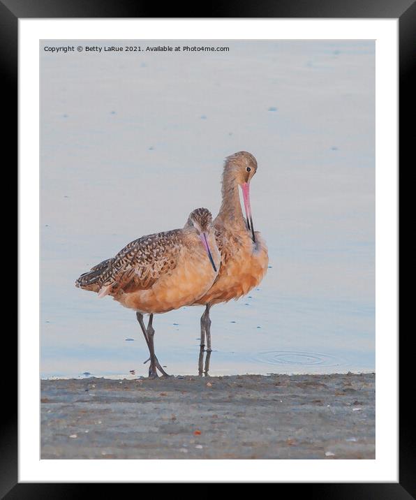 Marbled Godwits by the Sea Framed Mounted Print by Betty LaRue