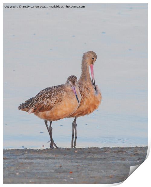 Marbled Godwits by the Sea Print by Betty LaRue