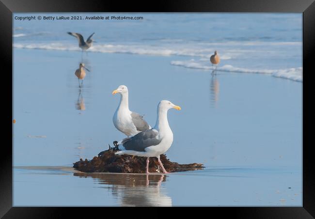 Seagulls standing on beach with kelp Framed Print by Betty LaRue