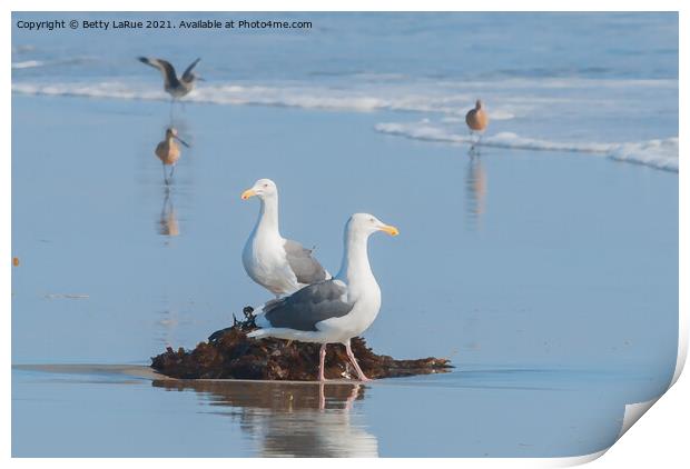 Seagulls standing on beach with kelp Print by Betty LaRue