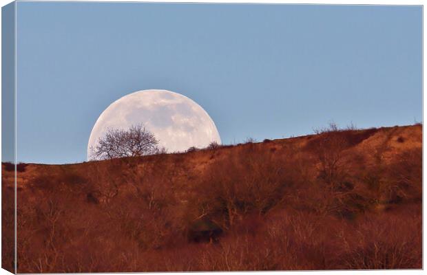 The Moon Rising Behind a Tree Canvas Print by Susan Snow