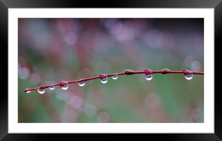 Rain drops on a Branch Framed Mounted Print by Susan Snow