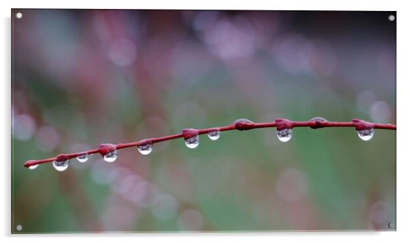 Rain drops on a Branch Acrylic by Susan Snow