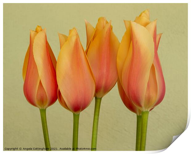 Peach Tulips Print by Angela Cottingham