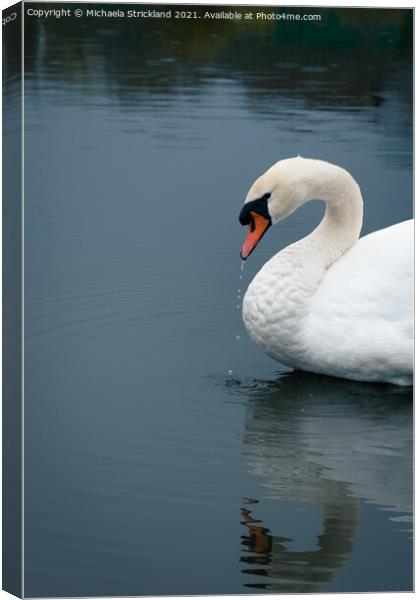 Solo Swan Canvas Print by Michaela Strickland
