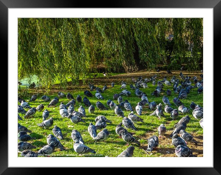 No More Room by the Pond  Framed Mounted Print by Jane Metters