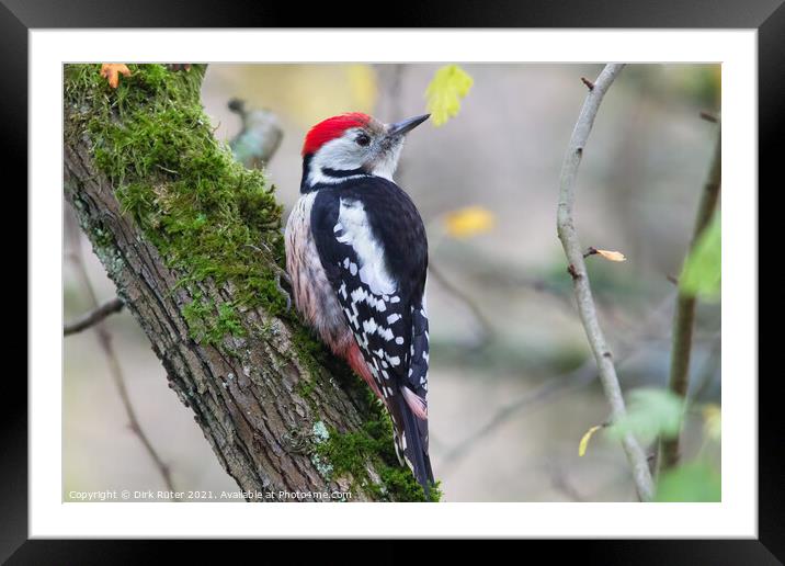 Middle Spotted Woodpecker (Dendrocoptes medius) Framed Mounted Print by Dirk Rüter