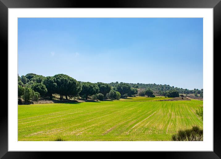beautiful green and luminous field with blue sky Framed Mounted Print by David Galindo