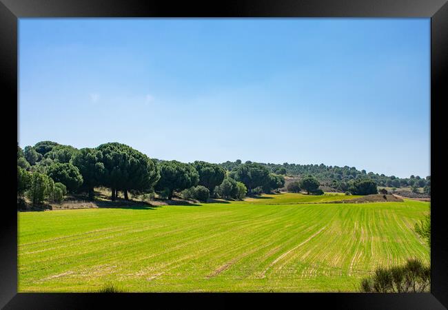 beautiful green and luminous field with blue sky Framed Print by David Galindo