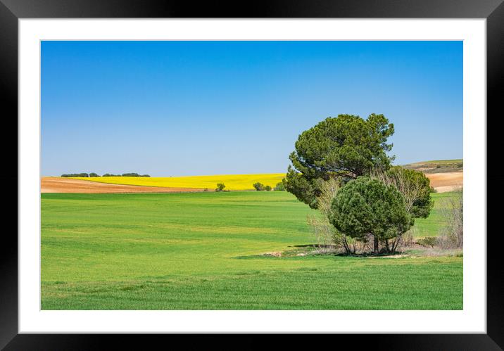 beautiful green and yellow field with blue sky Framed Mounted Print by David Galindo