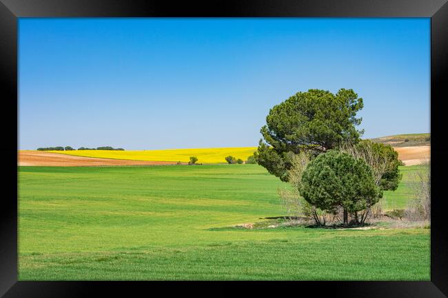 beautiful green and yellow field with blue sky Framed Print by David Galindo