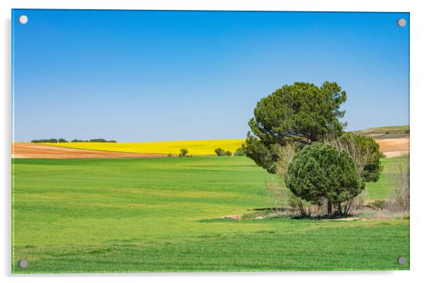 beautiful green and yellow field with blue sky Acrylic by David Galindo