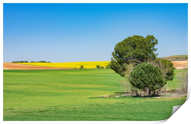 beautiful green and yellow field with blue sky Print by David Galindo