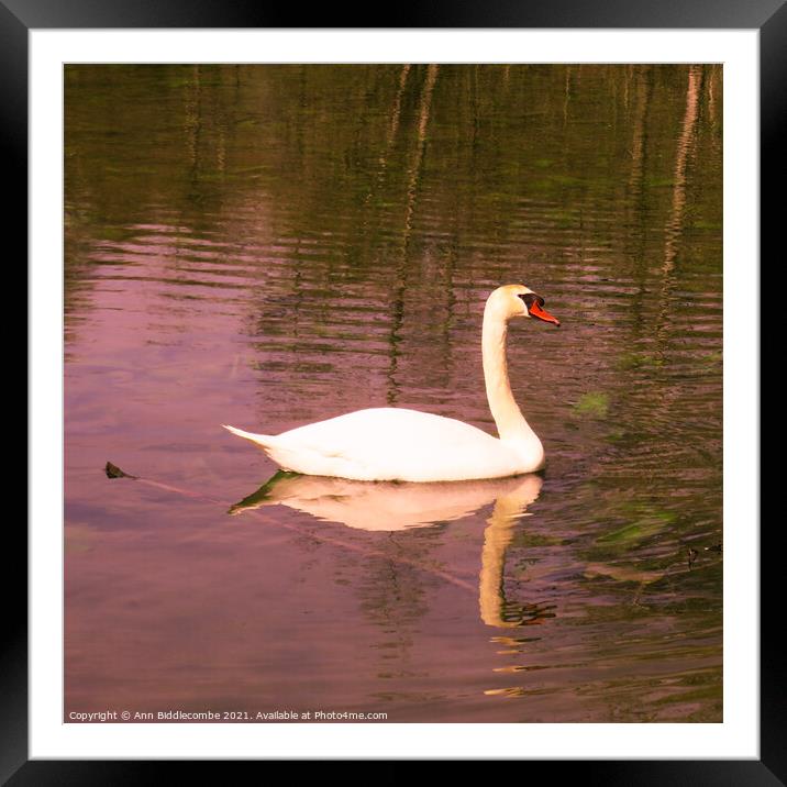 Posing Swan Framed Mounted Print by Ann Biddlecombe
