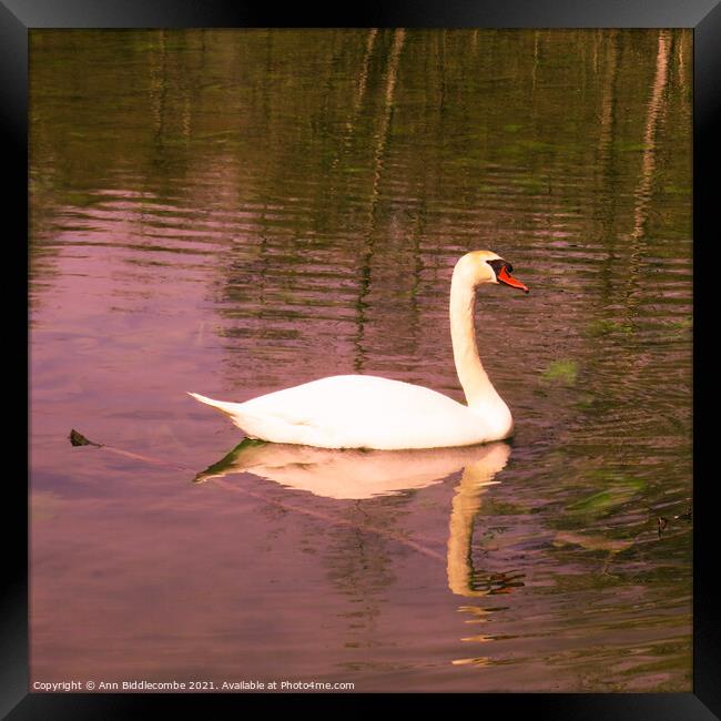 Posing Swan Framed Print by Ann Biddlecombe