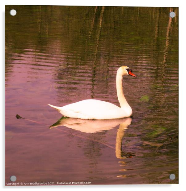 Posing Swan Acrylic by Ann Biddlecombe