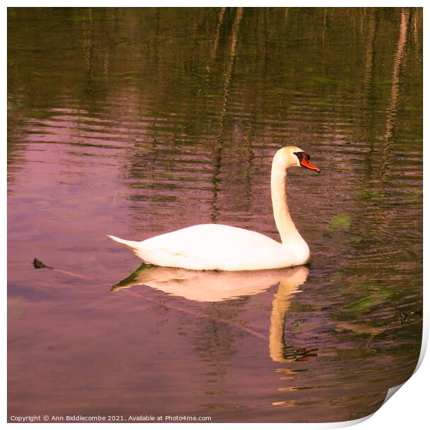 Posing Swan Print by Ann Biddlecombe