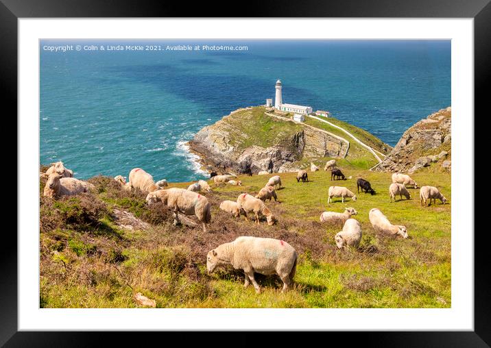 Sheep above South Stack Lighthouse, Anglesey Framed Mounted Print by Colin & Linda McKie