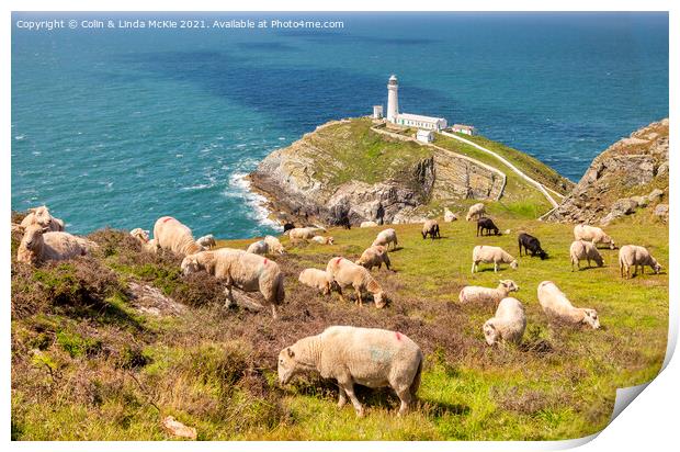 Sheep above South Stack Lighthouse, Anglesey Print by Colin & Linda McKie