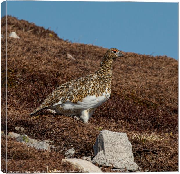 Munro Red Grouse Canvas Print by Ralph Greig