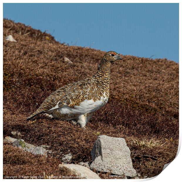Munro Red Grouse Print by Ralph Greig