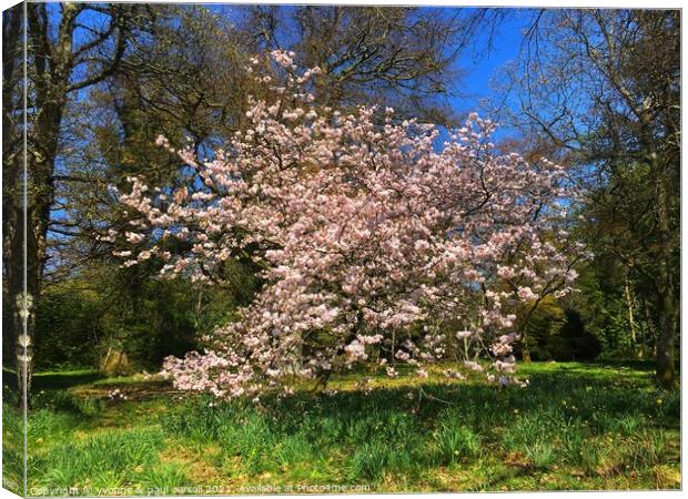 Cherry blossom in Balloch Castle Country Park, Loch Lomond Canvas Print by yvonne & paul carroll