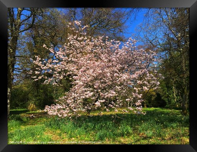 Cherry blossom in Balloch Castle Country Park, Loch Lomond Framed Print by yvonne & paul carroll